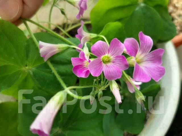 Оксалис виолацеа / Кислица виолацеа (Oxalis violacea), в наличии. Цена ...