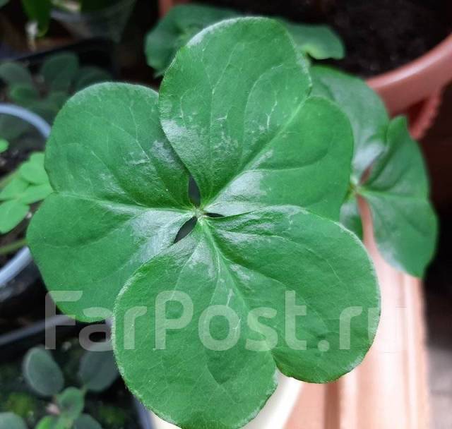 Оксалис виолацеа / Кислица виолацеа (Oxalis violacea), в наличии. Цена ...