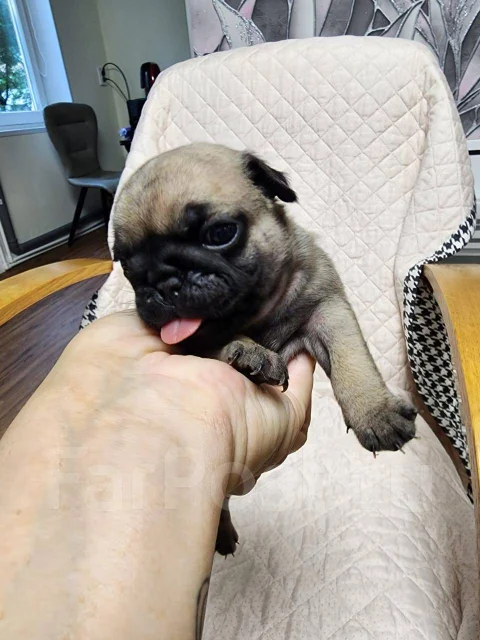 ����. ����