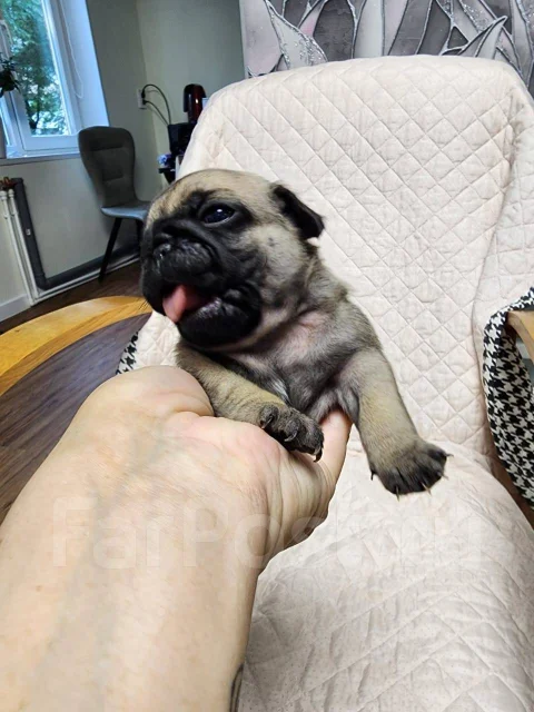 ����. ����