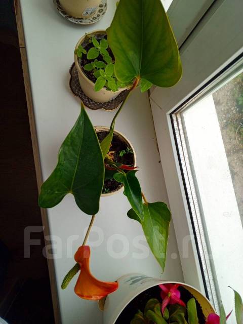 Продам Антуриум(крупный), в наличии. Цена: 1 300₽ во Владивостоке