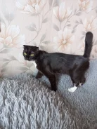 ����������� ��������� �����. ����