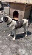 ������. ����