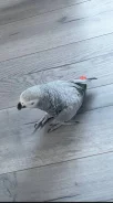 �������. ����