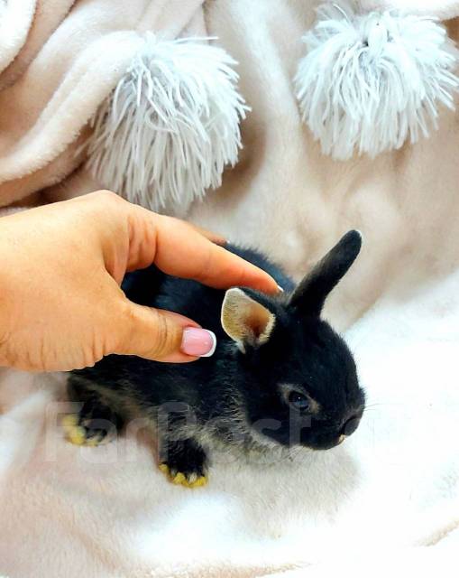 Декоративные крольчата, в наличии. Цена: 3 500₽ во Владивостоке