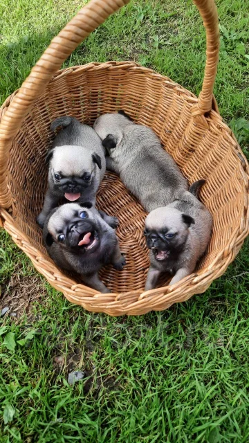 ����. ����