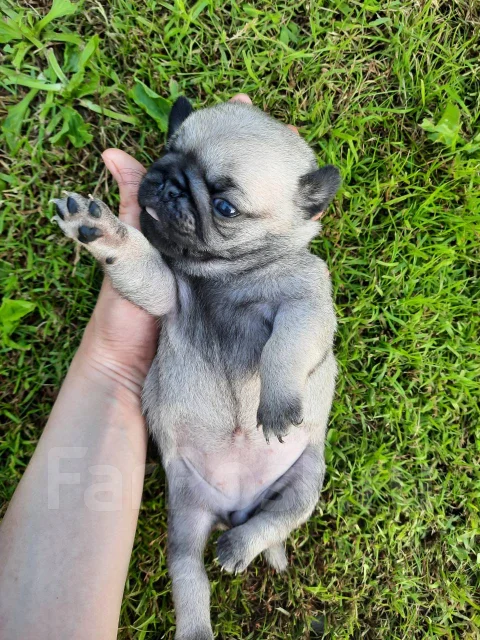 ����. ����