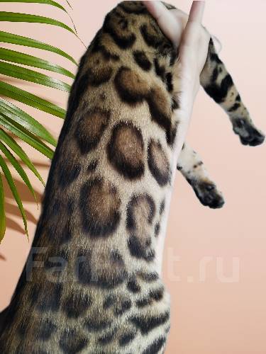 Кот для вязки во Владивостоке