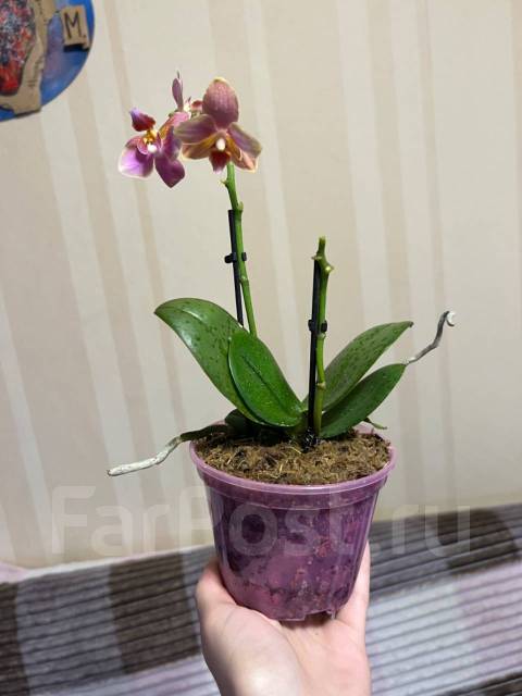 Орхидея «парфюмерная фабрика», в наличии. Цена: 2 500₽ во Владивостоке