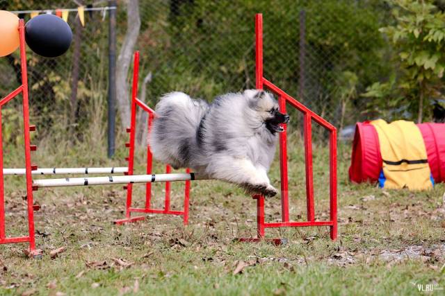 Тренерская лестница head Agility Ladder