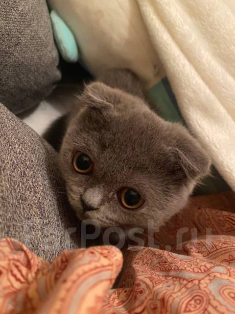 Шотландский вислоухий котенок. 2 месяца, в наличии. Цена: 4 000₽ во ...