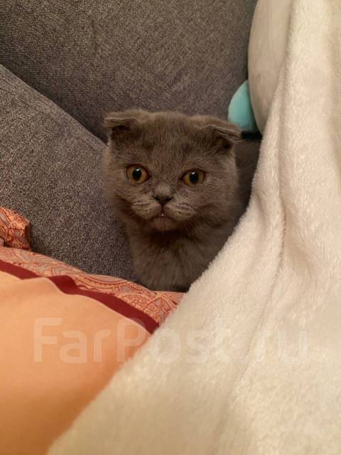 Шотландский вислоухий котенок. 2 месяца, в наличии. Цена: 4 000₽ во ...