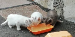 �����. ����