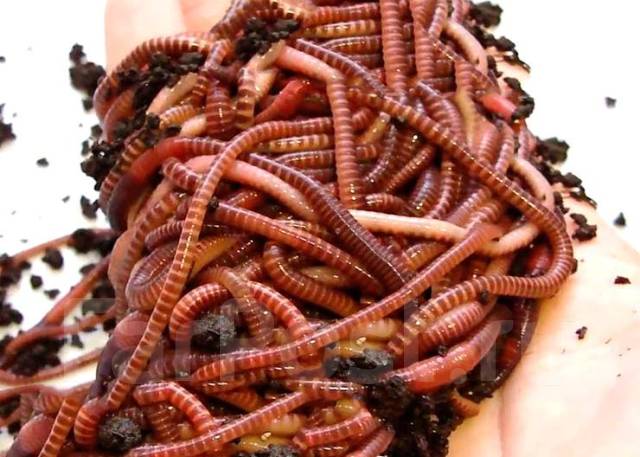Фото червей для рыбалки - полезная информация о видовом разнообразии