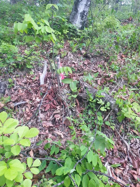 Продам участок, 10 сот. р-он Светлогорской под ДВ ипотеку, 1 000 кв. м ...