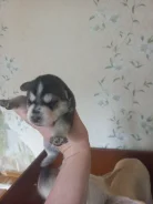 �����. ����