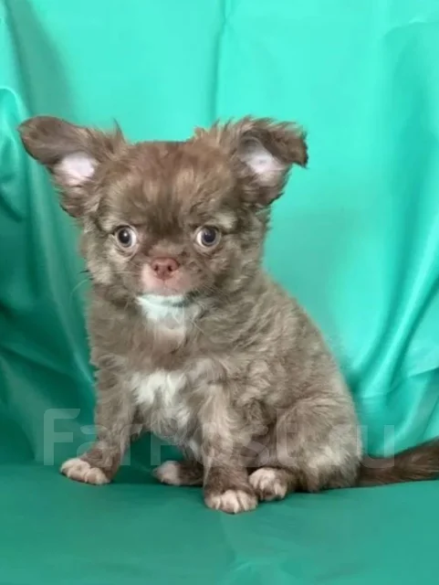 ��������. ����