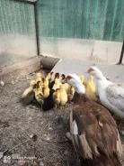 ����. ����
