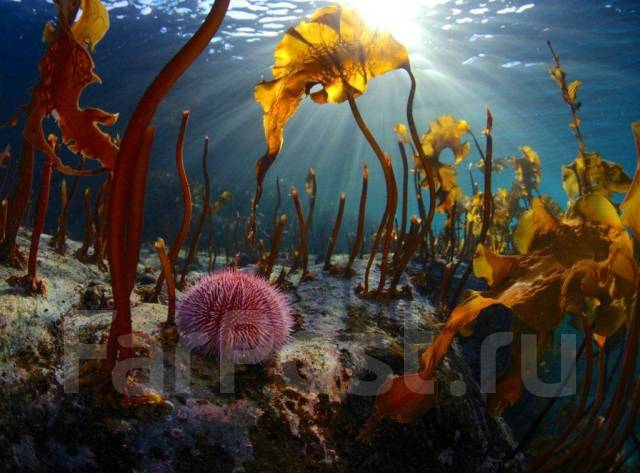 Вытяжка из морского ежа (Экстракт), в наличии. Цена: 1 399₽ во Владивостоке