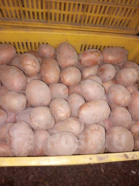 Картофель молодой, в наличии. Цена: 70₽ в Артеме