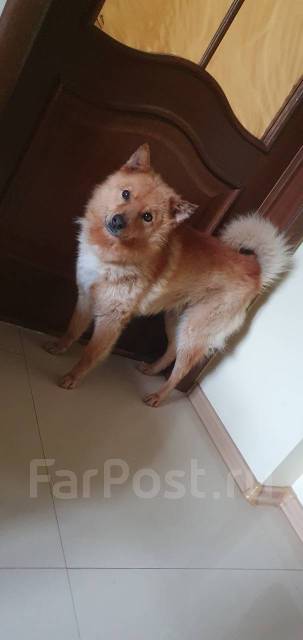 Корело-финская лайка, в наличии во Владивостоке