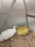 ��������. ����