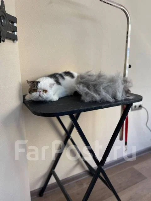 �������. ����