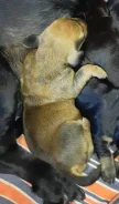 �����. ����