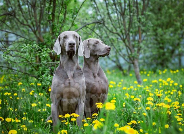 Щенок веймаранера (веймарской легавой) от чемпионов, в наличии во ...