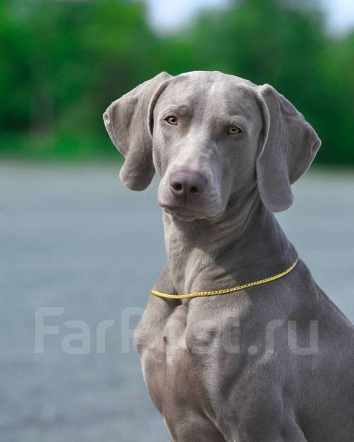 Щенок веймаранера (веймарской легавой) от чемпионов, в наличии во ...