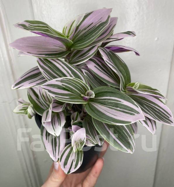 Традесканция Pink Hill / Розовая Гора, в наличии. Цена: 200₽ во ...