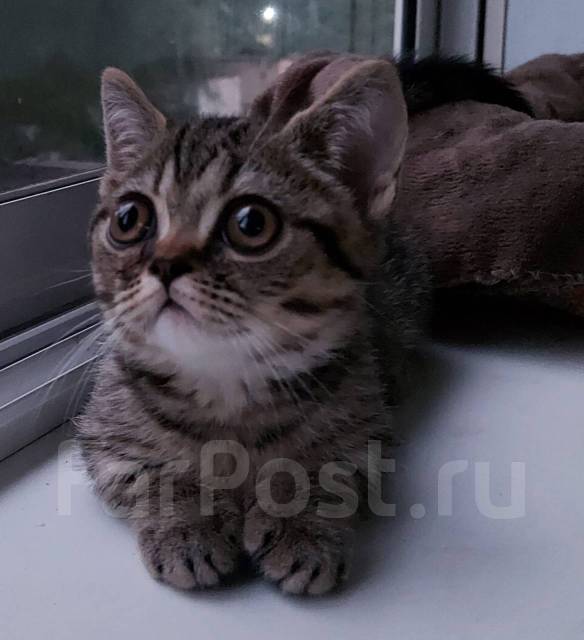 Манчкин, в наличии во Владивостоке