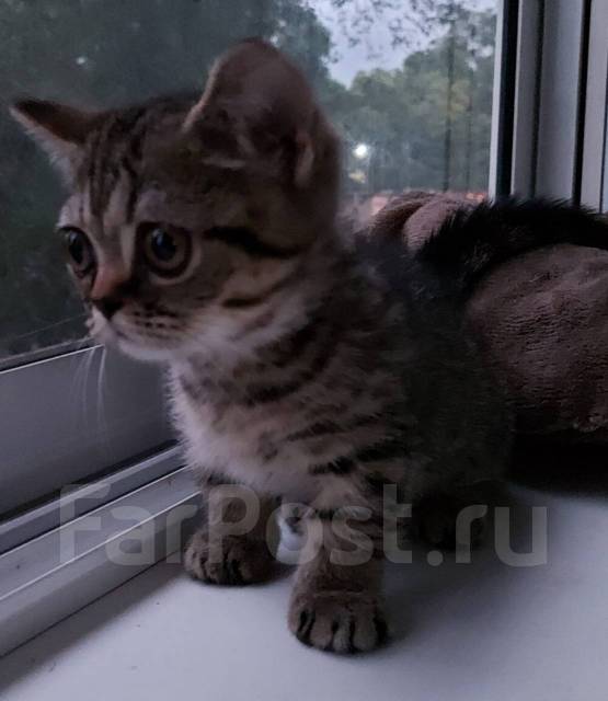 Манчкин, в наличии во Владивостоке