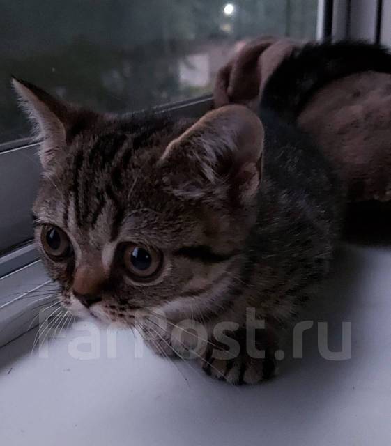 Манчкин, в наличии во Владивостоке