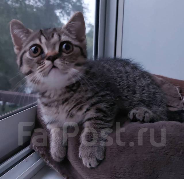 Манчкин, в наличии во Владивостоке