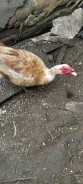 ����. ����
