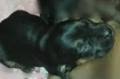 �����. ����