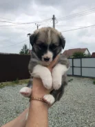 �����. ����