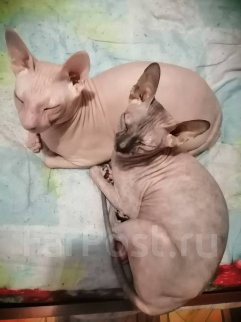 ������� ������. ����