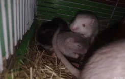 �����. ����