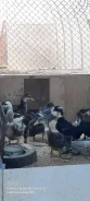 ����. ����