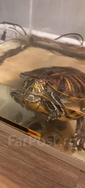 Красноухая черепаха с аквариумом, в наличии. Цена: 3 000₽ во Владивостоке
