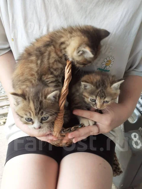 �����. ����