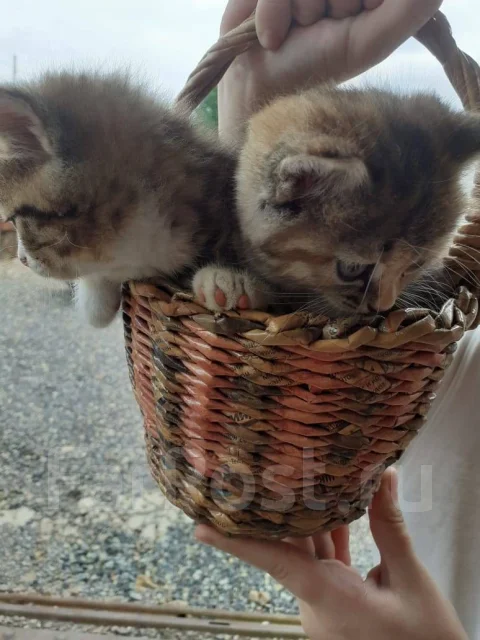 �����. ����