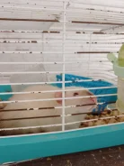 �����. ����