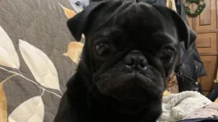 ����. ����