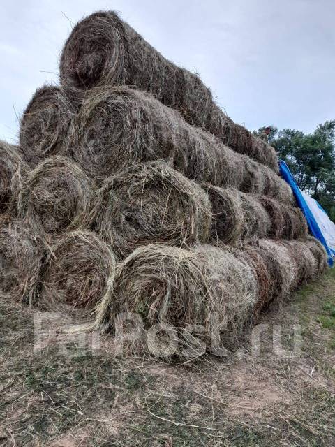 Продам сено в рулонах с. Николаевка, лошадей, с/х животных, в наличии ...