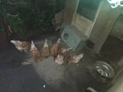 ����. ����