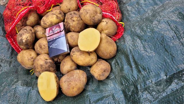 Продам Картофель 2023, в наличии. Цена: 50₽ в Уссурийске