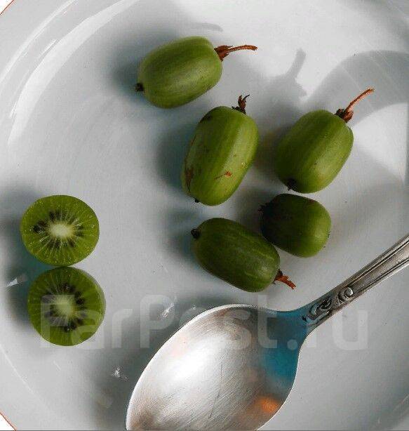 Актинидия коломикта Вафельная (Женск), в наличии. Цена: 483₽ во ...